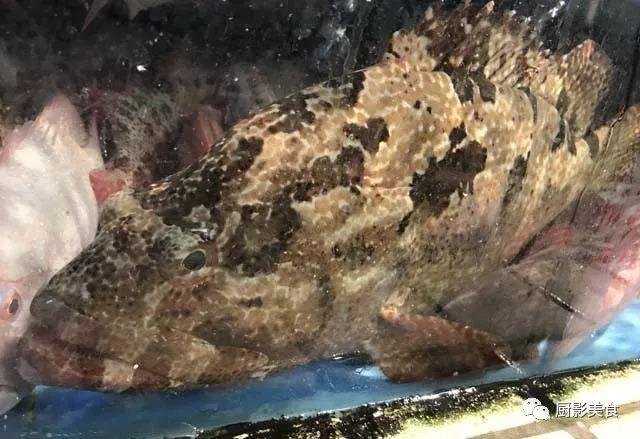 花胶选几级的 花胶等级顺序鱼胶排名大全