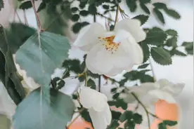 母亲奶量少与婴儿喂养不足的常见原因图片