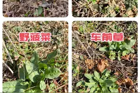 石家庄滹沱河边频现“挖野菜大军”，专家提醒不是什么野菜都能挖！图片
