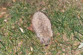 漫步随笔.夜幕下的刺猬图片