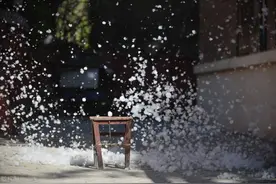 阿嚏！我被「飞絮」包围了……图片