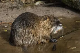 上海多地现巨型“老鼠”，重达30斤祸害农作物，农民苦不堪言图片