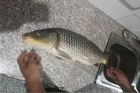 这种春天做鱼窝的笨办法，成本低效果好，不少人却嫌累不想用图片