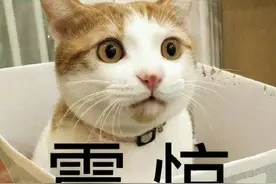连猫猫都要制裁？看完这新闻我家猫都坐不住了图片