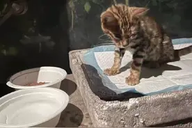 上海：浑身是伤，疑似遭到虐待的小豹猫还是跌跌撞撞地奔向幸福图片