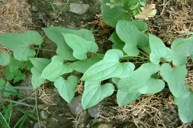 农村人常说遇到穿山龙，一身都轻松，什么意思？穿山龙又是什么？图片