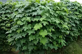 俗称“脾虚草”，根部比牛大力粗壮，秋、冬二季可采挖，十分珍贵图片