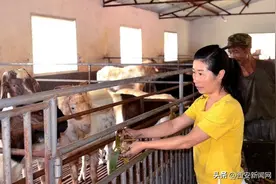 宁强：“女羊倌”郑岚成了致富路上“领头羊”图片
