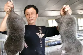 2022年，上海多地发现“巨大老鼠”，最小10斤，打不得还吃不得？图片