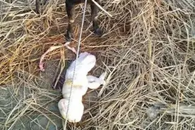 印度山羊产下“人脸”幼崽，是不祥之兆？还是人类种下的果？图片