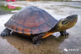 仔细回想，在我们龟友间能火起来的龟，都有这个特征图片