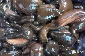 缅甸蚂蝗价值大涨：部分农民靠捉蚂蝗发家致富图片