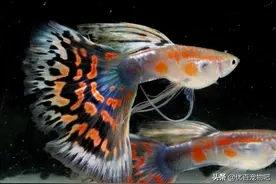 如何准确判断孔雀鱼即将生产？不会的看过来图片