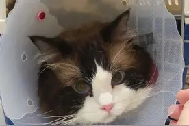 猫咪尿结石？尿频？尿血？肥咪是这样治愈的 | 经验分享图片
