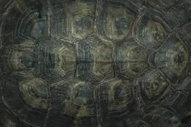 一个超简单的懒人治腐甲方案，收藏下来，龟龟会替我谢谢你的图片