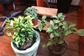 便宜买来的盆栽茉莉开完花就枯萎，花叶不断掉，你一开始就买错了图片