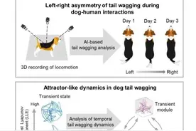 家犬摇尾有何运动特征？最新研究显示对人越熟悉越偏右图片