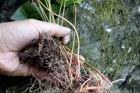 竹林里有1种“淫羊藿”，山羊喜欢吃，如今成了“稀罕货”，珍贵图片