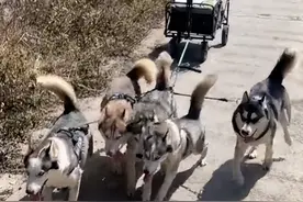 女子带12只哈士奇上山遛弯，帮3名农户拉货，网友：终于解锁了哈士奇的正常操作图片