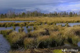 美国又遭生物入侵，5米巨蟒泛滥引发生态危机，靠吃能解决吗？图片