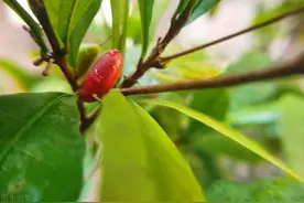 神秘果，原产于非洲的国宝级植物，用途和价值远不止让柠檬变甜图片