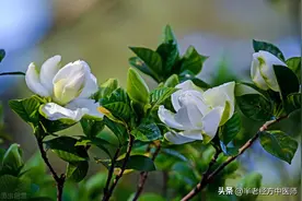 深扒栀子豉汤的三个作用图片