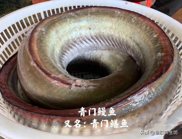 鳝鱼胶和鳗鱼胶是一样的吗 2026年鳝鱼胶和鳗鱼胶是一样的吗图片