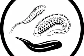 鸡如果吃了水蛭，肠胃会不会被钻破？图片