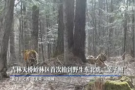 “大猫带娃”！野生东北虎带娃画面被拍下图片