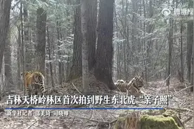 “大猫带娃”！野生东北虎带娃画面被拍下图片