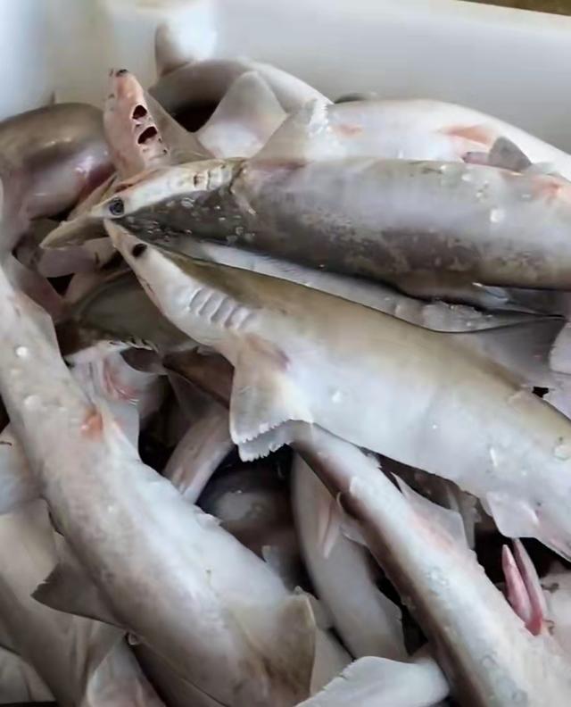 近几年国家了动物保护法,我们现在能食用的鲨鱼大多数是养殖的,在市场