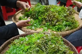 哇哦，野生藤茶图片