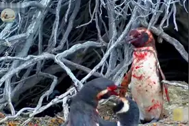 企鹅很凶残你相信吗？都快要灭绝了还天天打架，海豹抓一个吃一个图片