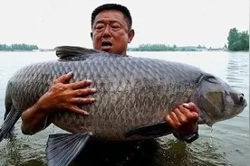 连续27年未捕捞！三峡水库成鱼类“天堂”，里面的鱼最大有多大？图片