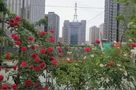 难忘的2021年楼顶菜园（上）图片
