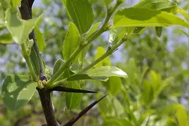 树上一种嫩芽，人称“东方睡叶”，每天睡前喝一杯，一觉睡到天亮图片