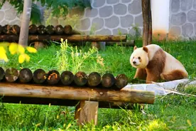 陕西熊猫“七仔”海外走红 外国网友：原来熊猫真的能拍“彩色”照片图片