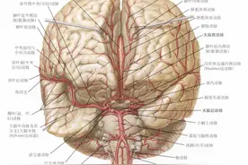 脑动脉系列 | 大脑中动脉的解剖图片