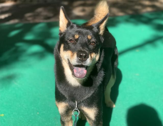 告诉你一个秘密:养狗,最好养四眼狗