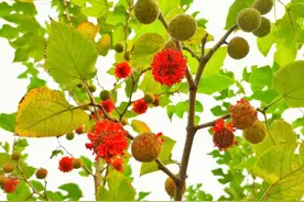 农民讨厌的构树，第一次知道原来还有8大作用，看看哪一种适合你图片