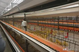 一人养10万只鸡？可以！助力建设农业强国 智慧养殖新样本来了图片