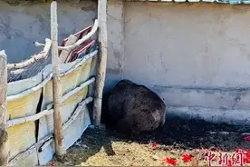 民警被棕熊狂追！全网都在问后续图片