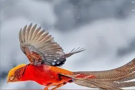 世上真有凤凰吗？山西老人在深山喂养4年，被告知不能再养了图片