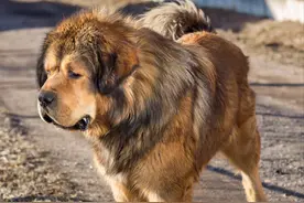 藏獒故事六｜神秘女人为何把养獒人毒哑成傀儡 她要126条藏獒干啥图片