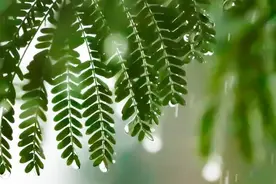 且去听雨，且令心安图片