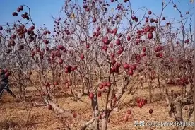 全国哪儿的红枣最好吃？这5个地方红枣有名，有你家乡吗？图片