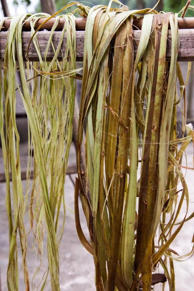 有"中国草"之称的植物苎麻,农村随处可见,很少人知道6大价值