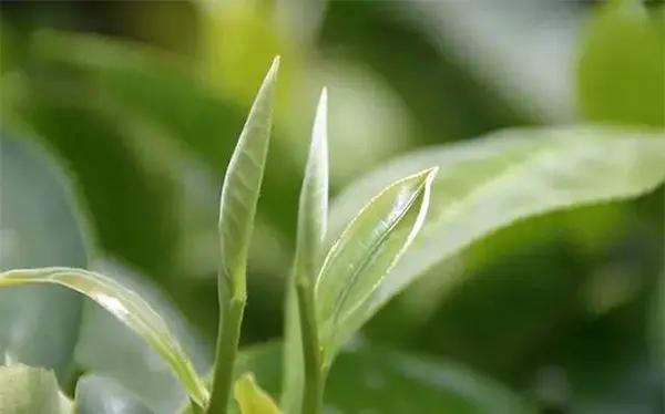 千万别小瞧了天天喝的茶，所有的树叶都能制茶吗？茶叶树叶的区别