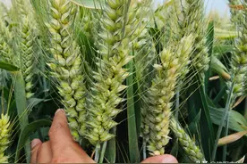 河南这些小麦品种，适应性好产量高，2022年首选种植的小麦品种图片