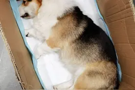 宝崽脑部疾病进行核磁，麻醉未醒，已经去汪星图片